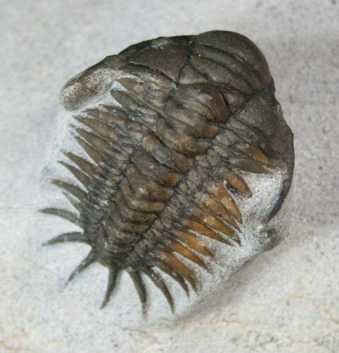 Cute Little Crotalocephalus Africanus Trilobite #13503